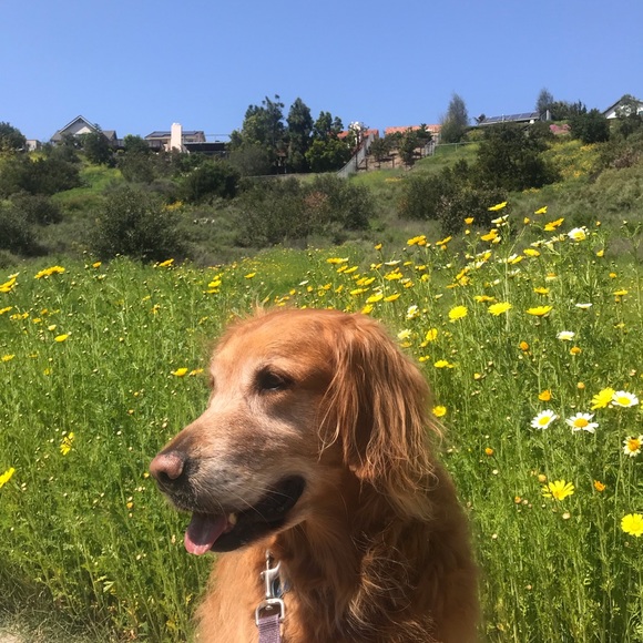 Meet your Posher, Phoebe - Picture 1 of 1